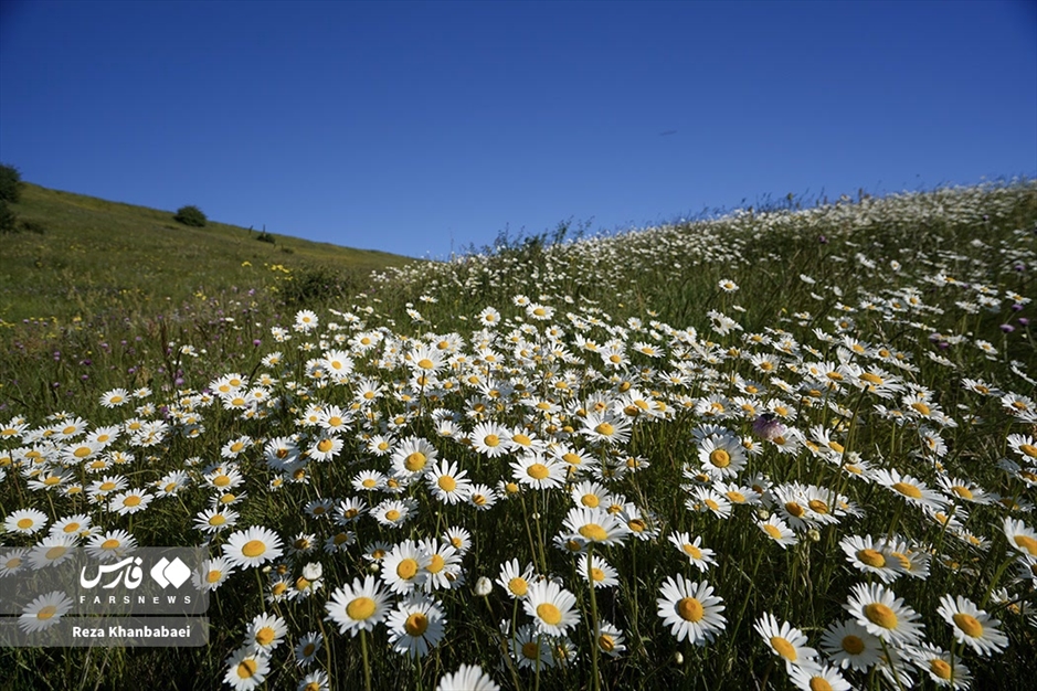 جنگل فندقلو؛ سرزمین گل‌های بابونه