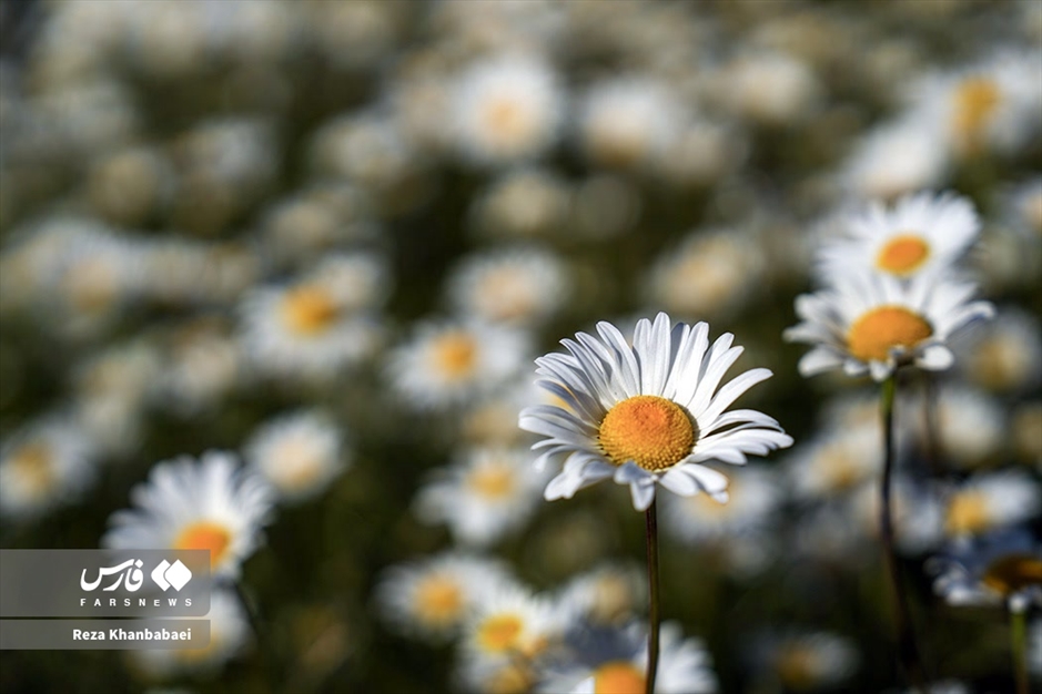 جنگل فندقلو؛ سرزمین گل‌های بابونه