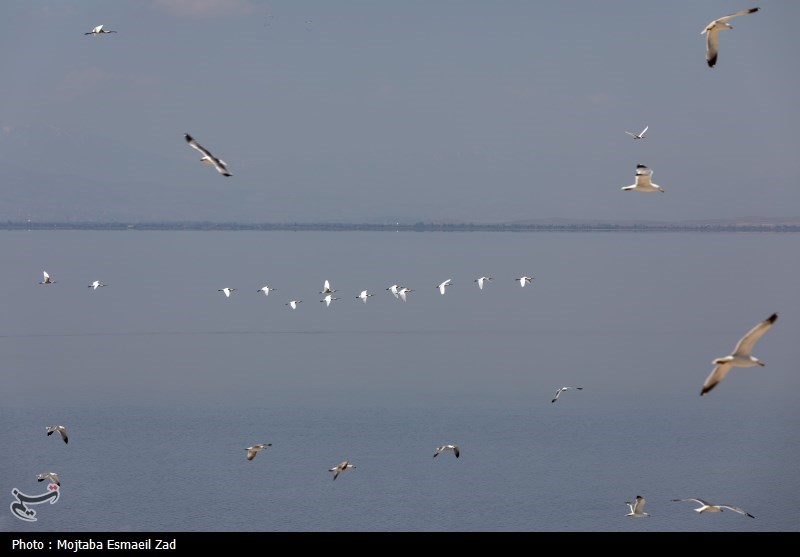 تخم گذاری و جوجه آوری پرندگان در جزایر پارک ملی دریاچه ارومیه