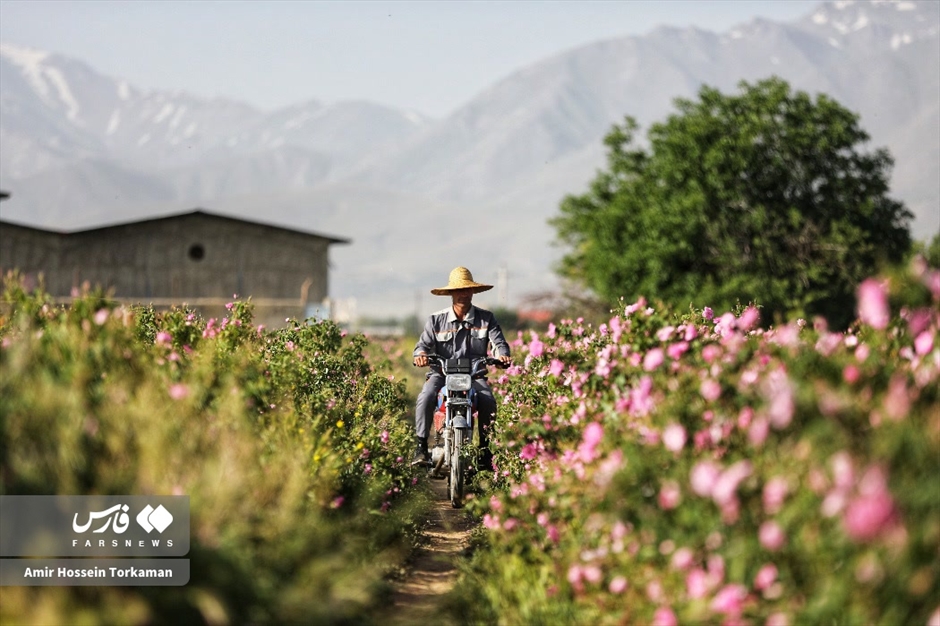 برداشت گل محمدی در همدان