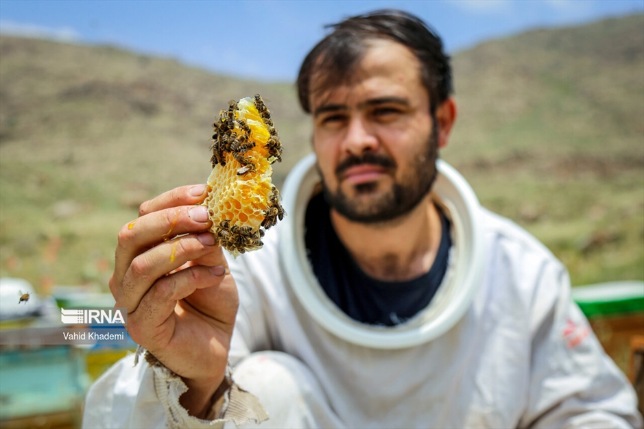 پرورش زنبور عسل