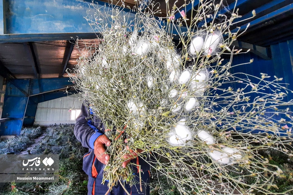 تولید «پیله ابریشم» در خراسان‌شمالی