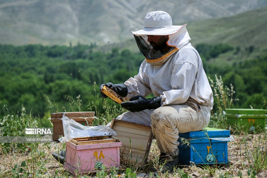 پرورش زنبور عسل