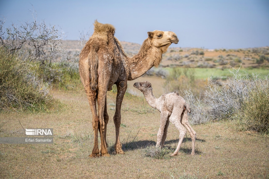 حیات وحش منطقه «چمیم»