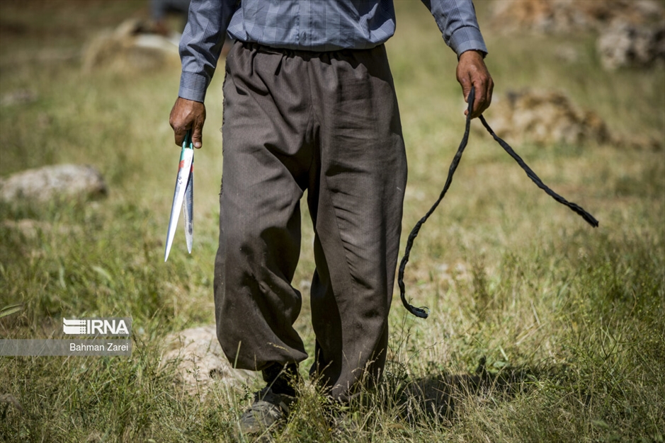 پشم چینی گوسفندان عشایر