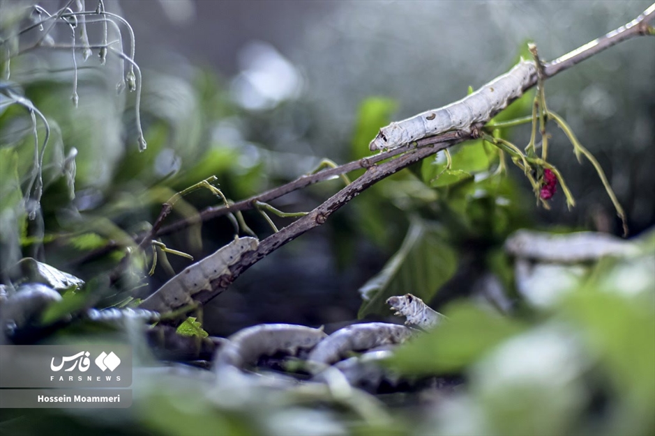 تولید «پیله ابریشم» در خراسان‌شمالی