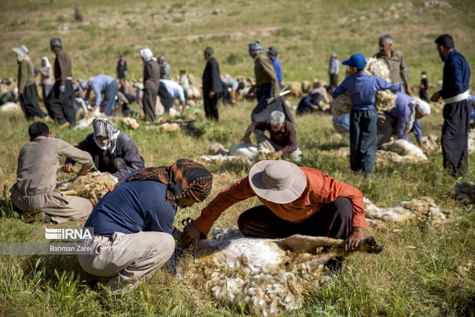 پشم چینی گوسفندان عشایر