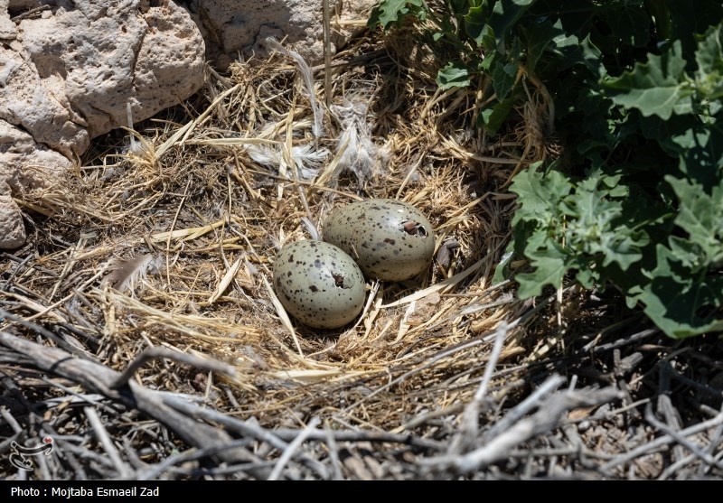 تخم گذاری و جوجه آوری پرندگان در جزایر پارک ملی دریاچه ارومیه