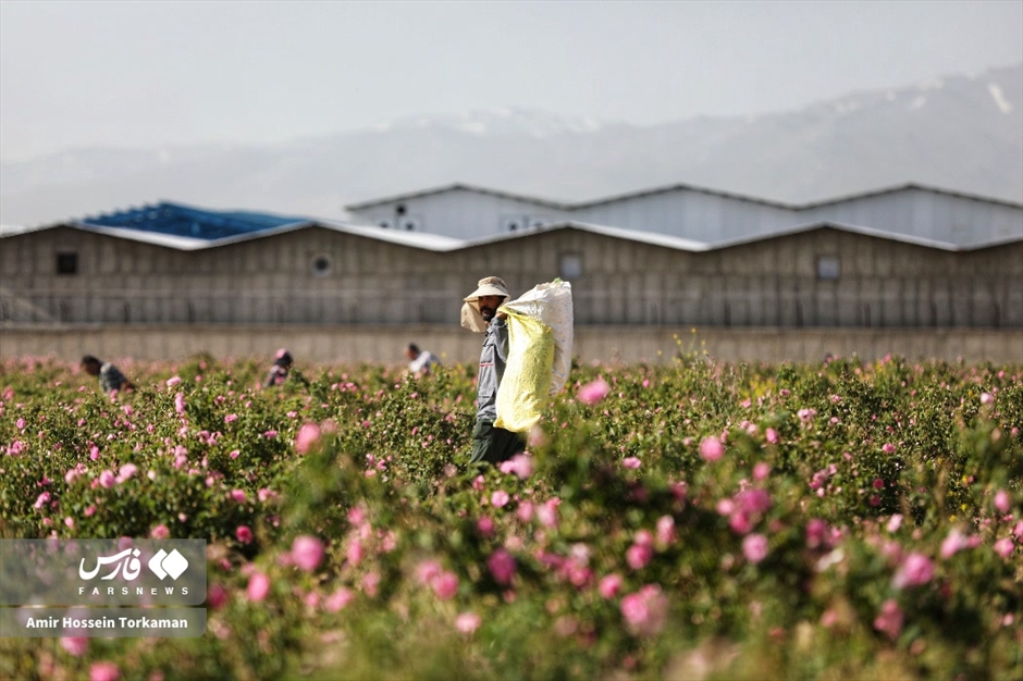 برداشت گل محمدی در همدان
