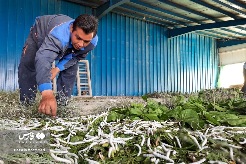 تولید «پیله ابریشم» در خراسان‌شمالی