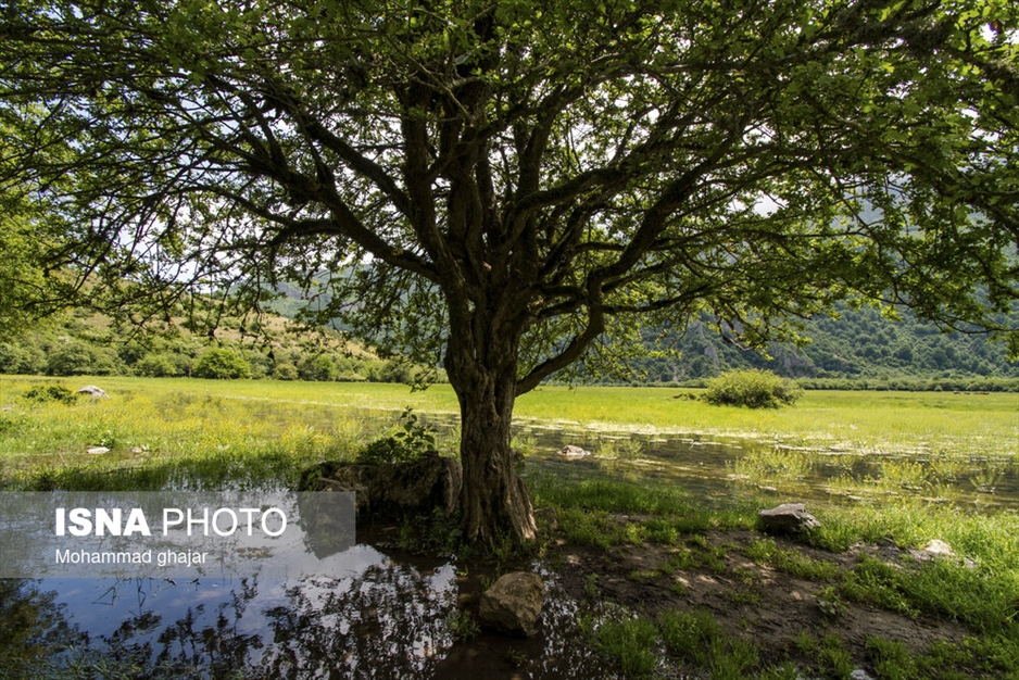 دشت دریاسر در تنکابن - استان مازندران