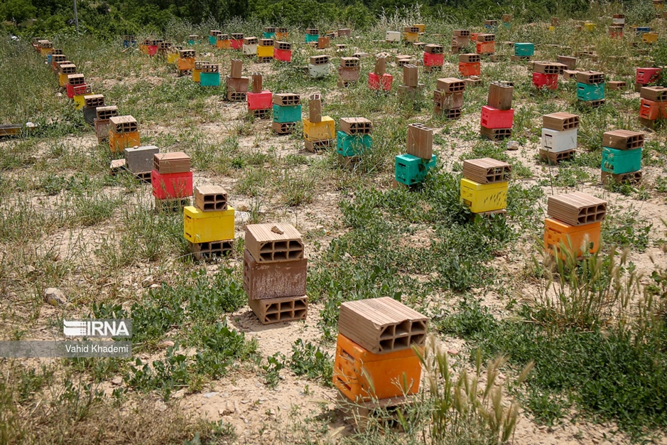 پرورش زنبور عسل