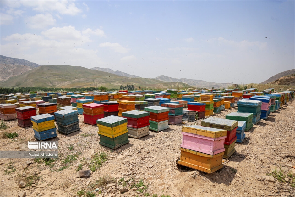 پرورش زنبور عسل