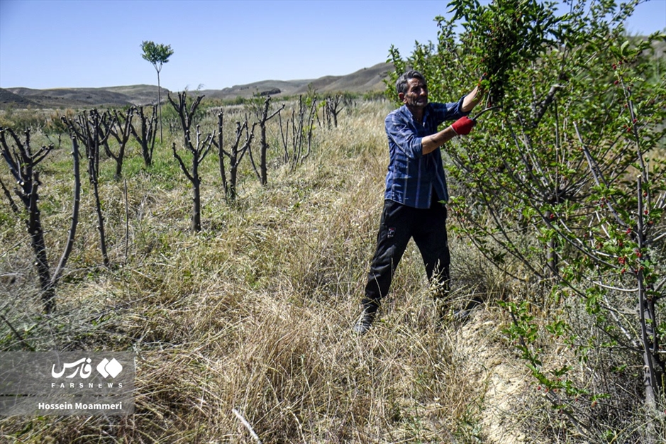 تولید «پیله ابریشم» در خراسان‌شمالی