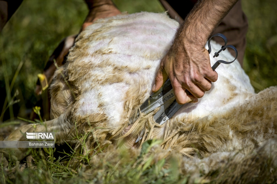 پشم چینی گوسفندان عشایر