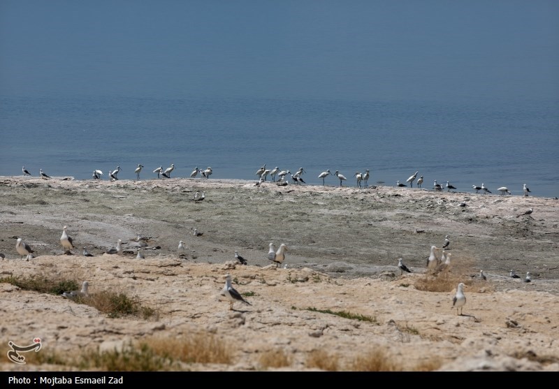 تخم گذاری و جوجه آوری پرندگان در جزایر پارک ملی دریاچه ارومیه