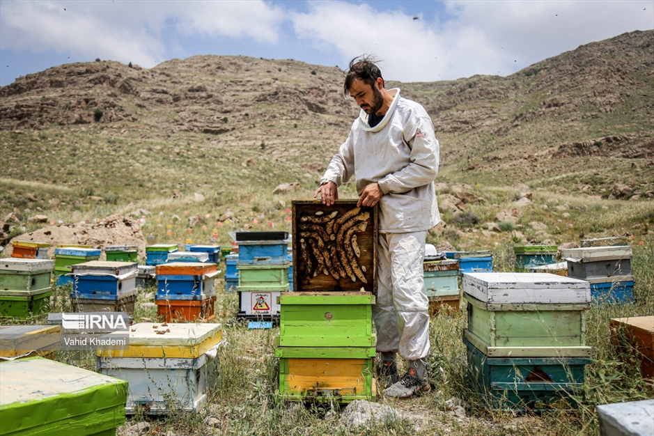 پرورش زنبور عسل