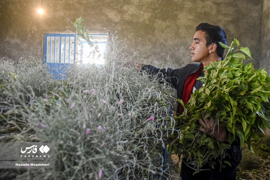 تولید «پیله ابریشم» در خراسان‌شمالی