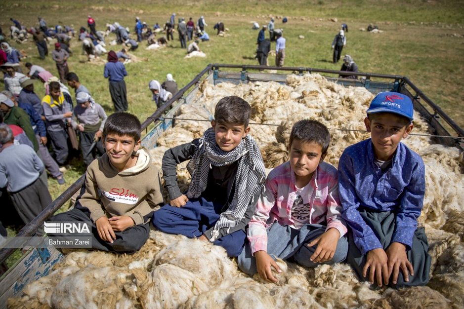 پشم چینی گوسفندان عشایر