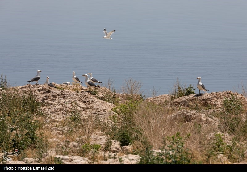 تخم گذاری و جوجه آوری پرندگان در جزایر پارک ملی دریاچه ارومیه