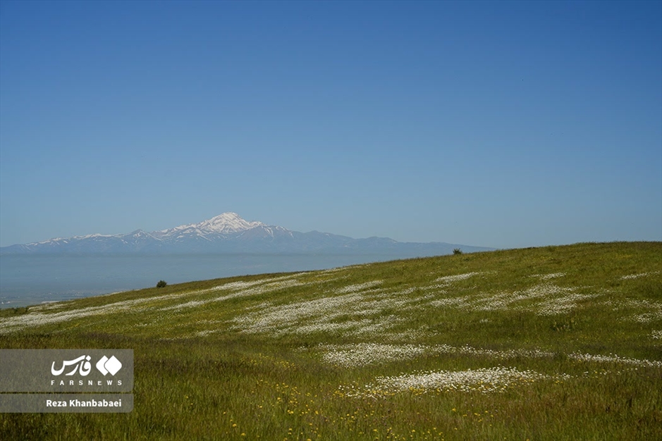 جنگل فندقلو؛ سرزمین گل‌های بابونه