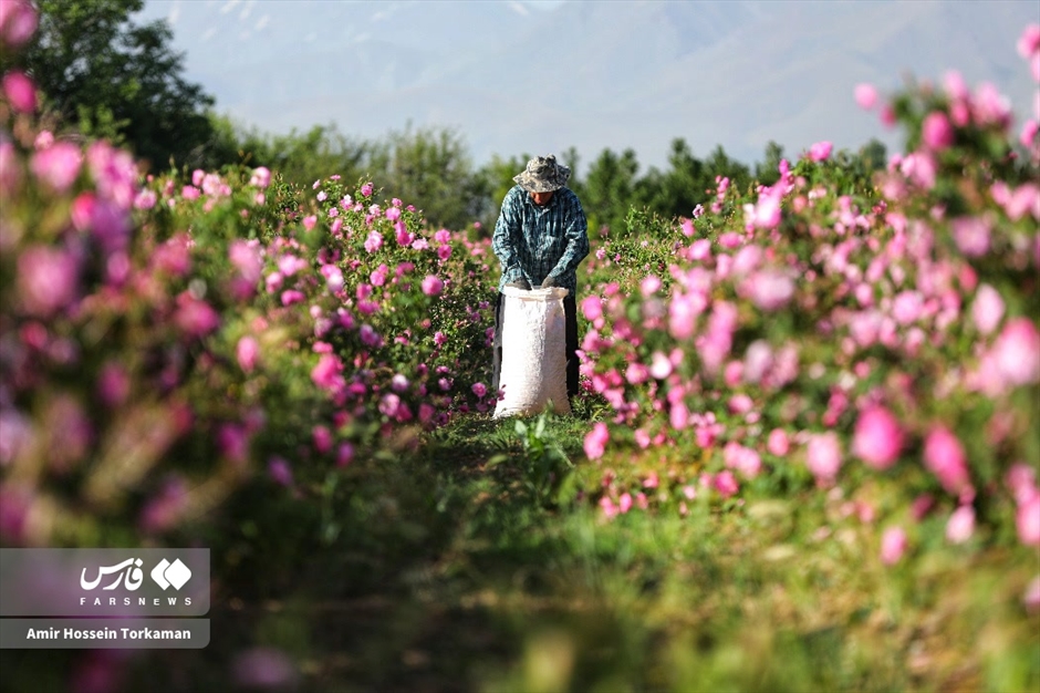برداشت گل محمدی در همدان