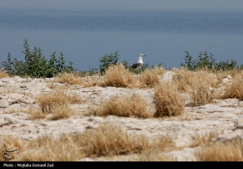 تخم گذاری و جوجه آوری پرندگان در جزایر پارک ملی دریاچه ارومیه