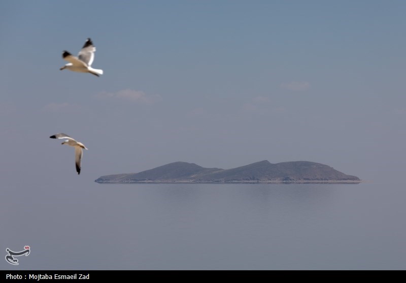 تخم گذاری و جوجه آوری پرندگان در جزایر پارک ملی دریاچه ارومیه