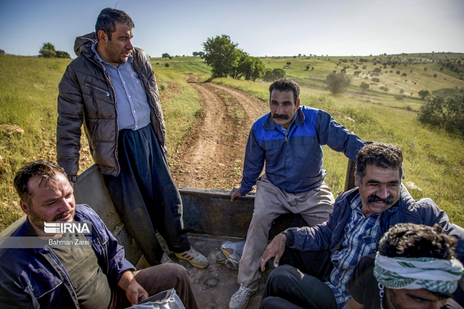 پشم چینی گوسفندان عشایر