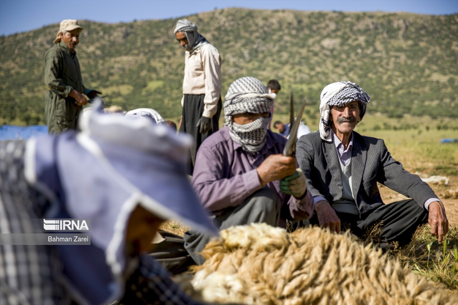 پشم چینی گوسفندان عشایر