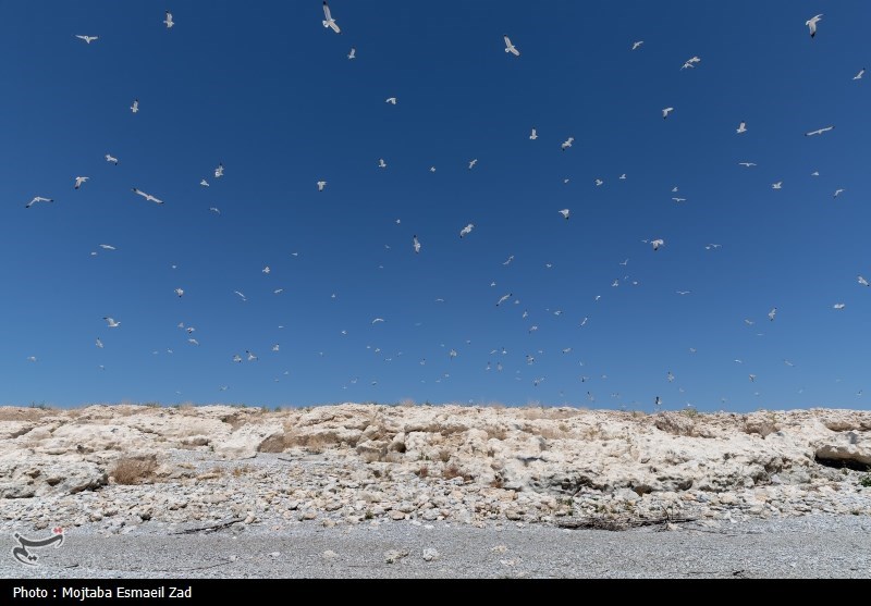 تخم گذاری و جوجه آوری پرندگان در جزایر پارک ملی دریاچه ارومیه