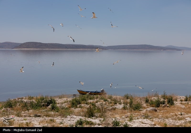 تخم گذاری و جوجه آوری پرندگان در جزایر پارک ملی دریاچه ارومیه