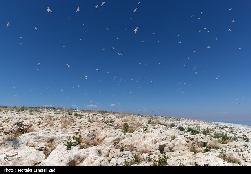 تخم گذاری و جوجه آوری پرندگان در جزایر پارک ملی دریاچه ارومیه