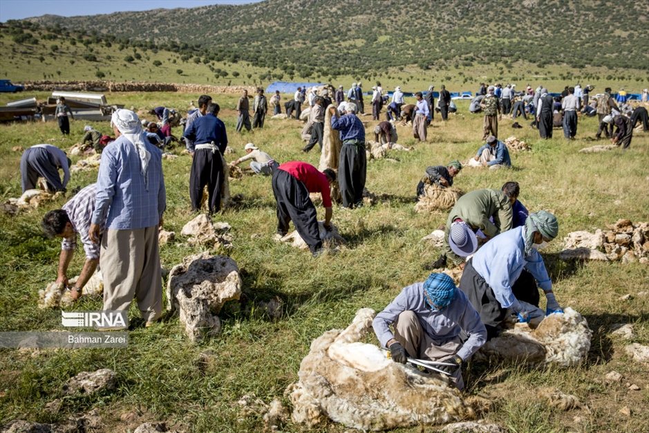پشم چینی گوسفندان عشایر