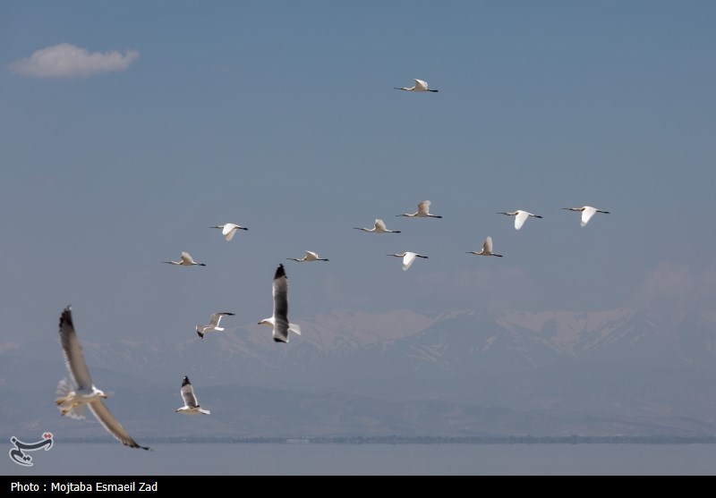 تخم گذاری و جوجه آوری پرندگان در جزایر پارک ملی دریاچه ارومیه