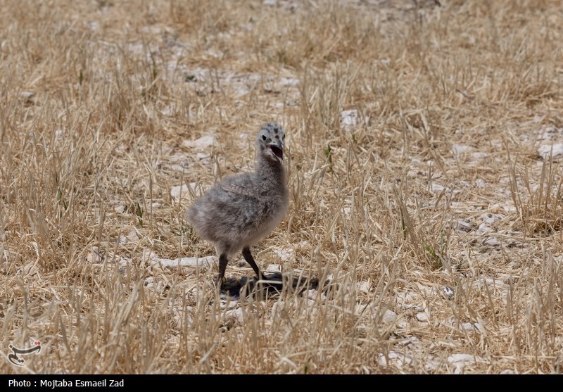 تخم گذاری و جوجه آوری پرندگان در جزایر پارک ملی دریاچه ارومیه