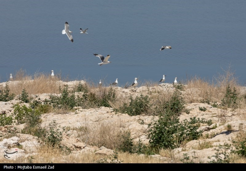 تخم گذاری و جوجه آوری پرندگان در جزایر پارک ملی دریاچه ارومیه