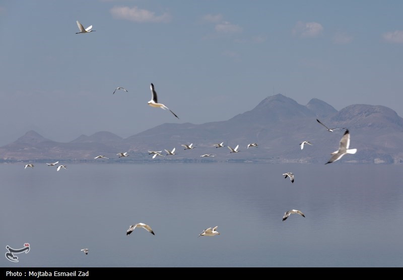 تخم گذاری و جوجه آوری پرندگان در جزایر پارک ملی دریاچه ارومیه