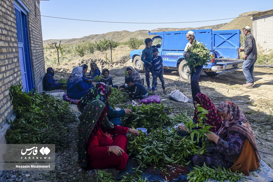 تولید «پیله ابریشم» در خراسان‌شمالی