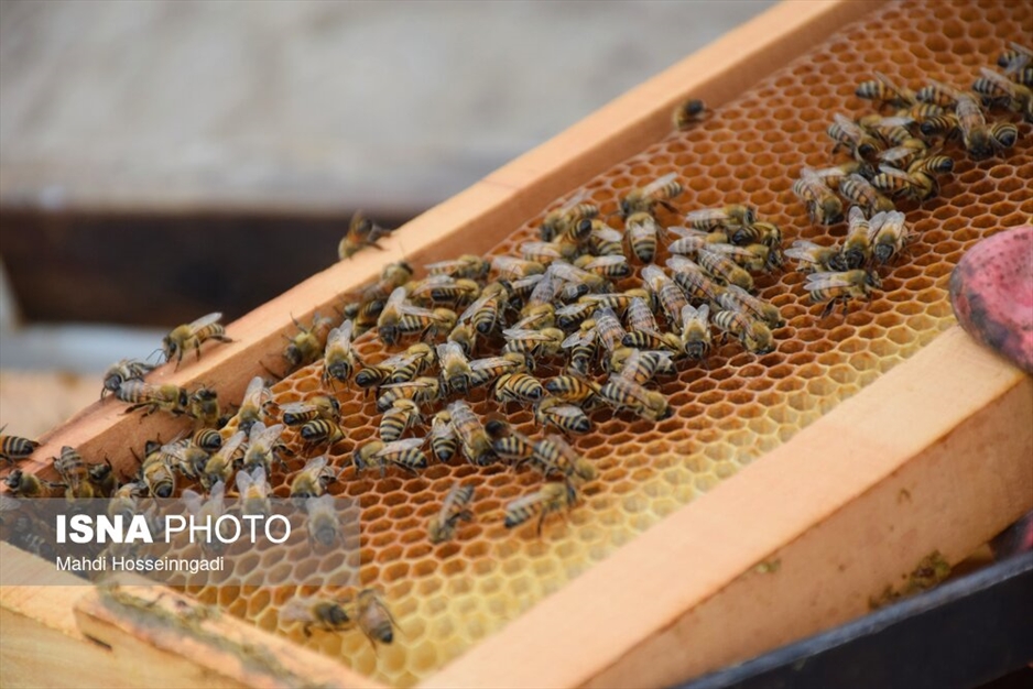 زنبورستان های آستارا