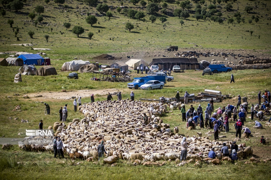 پشم چینی گوسفندان عشایر