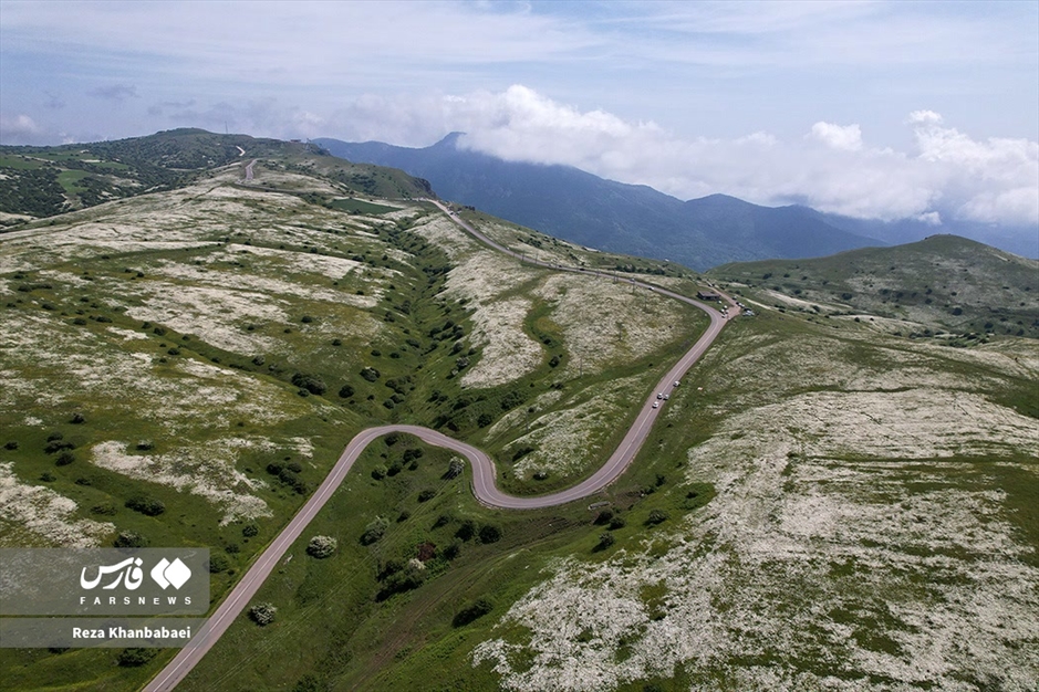 جنگل فندقلو؛ سرزمین گل‌های بابونه