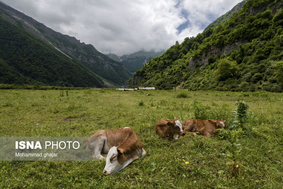 دشت دریاسر در تنکابن - استان مازندران