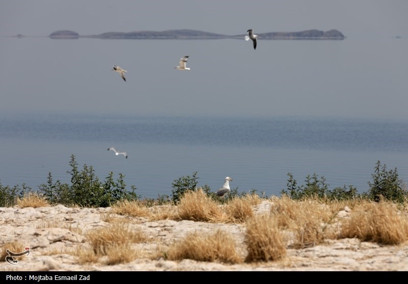 تخم گذاری و جوجه آوری پرندگان در جزایر پارک ملی دریاچه ارومیه