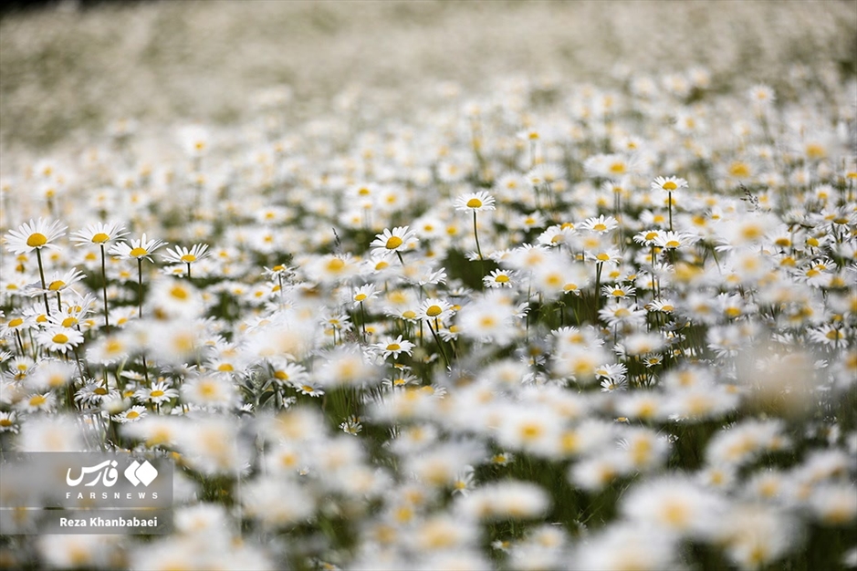 جنگل فندقلو؛ سرزمین گل‌های بابونه