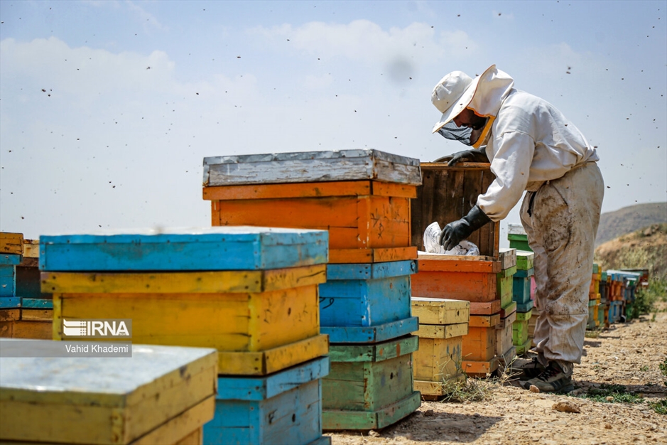 پرورش زنبور عسل