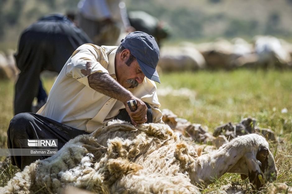 پشم چینی گوسفندان عشایر