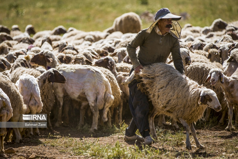 پشم چینی گوسفندان عشایر