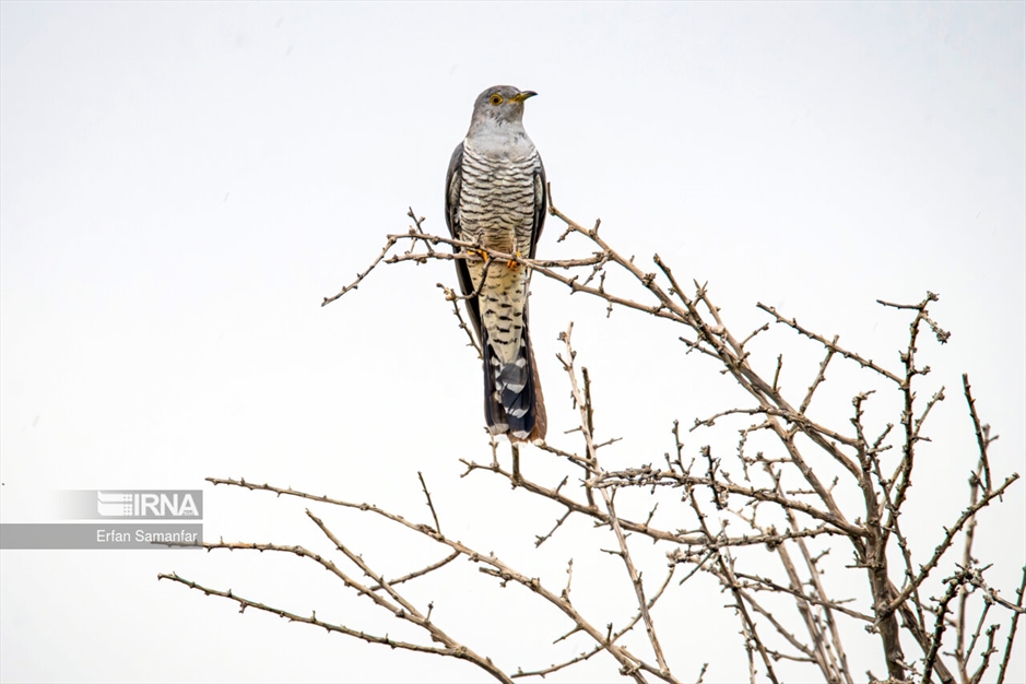 حیات وحش منطقه «چمیم»