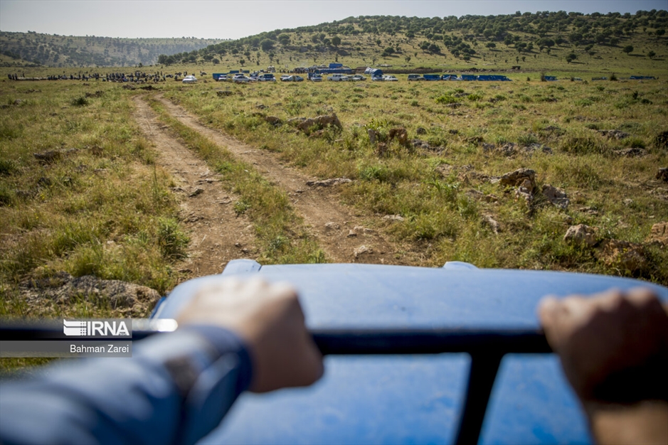 پشم چینی گوسفندان عشایر